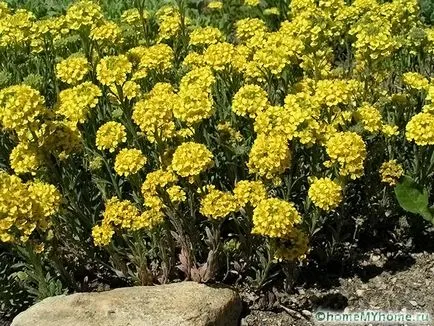 Plante pentru fotografie alpin diapozitiv și numele, exemplele de rockeries