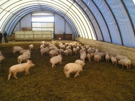 Ameliorarea și întreținerea porcilor la domiciliu