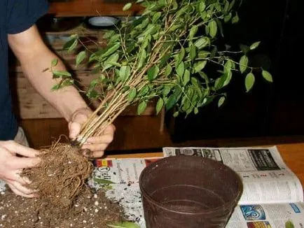 Propagate Ficus le metode eficiente