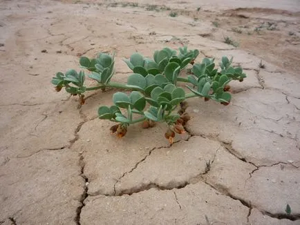 Plante deserturi si semi-deserturi pe care plantele trăiesc în pustiu (zona plante de deșert) Plante deserturi și semi-deserturi pe care plantele trăiesc în deșert