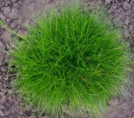 Perene raigras, descrierea, denumirea, clasele