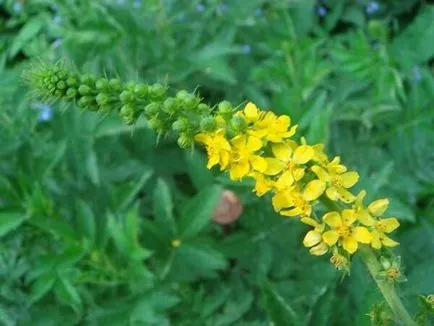 Agrimony proprietăți și contraindicații terapeutice (agrimony) proprietăți medicinale agrimony și contraindicații