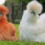 Rating-ul rase rare și elita de pui - caracteristicile și caracteristicile lor (rar) Rating-ul de rase rare și elita de pui - caracteristici și caracteristicile lor