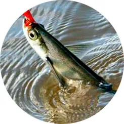 Guma de mestecat pentru pescuitul la crap pe sabrefish pe plătică, modul de a face guma cu propriile sale mâini (de pescuit) Guma de mestecat pentru pescuitul la crap pe sabrefish pe plătică, modul de a face guma cu propriile sale mâini