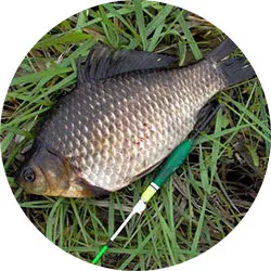 Guma de mestecat pentru pescuitul la crap pe sabrefish pe plătică, modul de a face guma cu propriile sale mâini (plătică) Guma de mestecat pentru pescuitul la crap pe sabrefish pe plătică, modul de a face guma cu propriile sale mâini