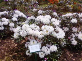 Rhododendron - plantare și îngrijire, plante fotografie (estul Americii de Nord) Rhododendron - plantare și îngrijire, plante fotografie