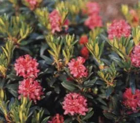Rhododendron - plantare și îngrijire, plante fotografie (de plantare) Rhododendron - plantare și îngrijire, plante fotografie