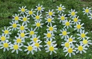 Daisies din sticle de plastic