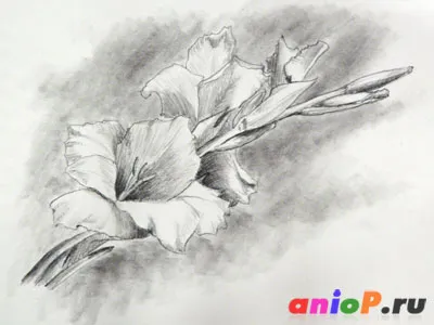 Gladiole Desen in creion - lectii de desen creioane și pasteluri (cum să atragă flori) Gladiole Desen cu creionul - lectii de desen creioane și pasteluri