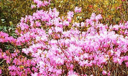Rhododendron - plantare și îngrijire, plante foto (de îngrijire) Rhododendron - plantare și îngrijire, plante fotografie