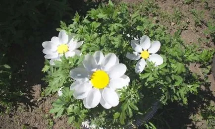 Daisies de sticle de lapte din plastic cu propriile lor mâini (video)