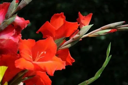 Gladiole Desen cu creionul - lectii de desen creioane si pasteluri (desen pe video) Gladiole Desen cu creionul - lectii de desen creioane și pasteluri