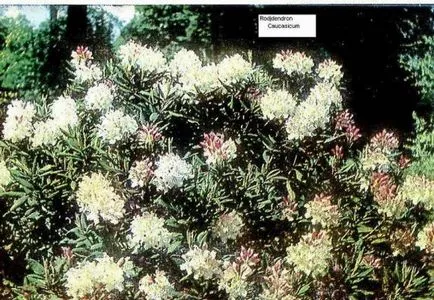 Rhododendron - plantare și îngrijire, plante foto (banda de mijloc Hardy) Rhododendron - plantare și îngrijire, plante fotografie