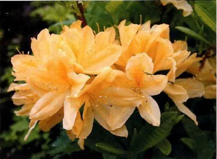 Rhododendron - plantare și îngrijire, plante foto (foto) Rhododendron - plantare și îngrijire, plante fotografie