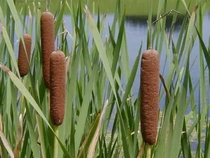 fotografii cattail, descrierea și caracteristicile de plante