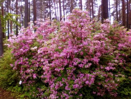 Rhododendron - plantare și îngrijire, plante foto (de îngrijire) Rhododendron - plantare și îngrijire, plante fotografie