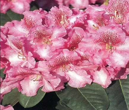 Rhododendron - plantare și îngrijire, plante fotografie (Rhododendron) Rhododendron - plantare și îngrijire, plante fotografie
