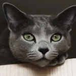 Cat Albastru rus