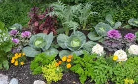 Rye cu privire la beneficiile și efectele nocive ale grădinii, atunci când pentru a planta, cum să planteze îngrășământ verde (îngrășământ)