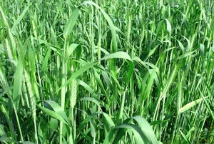 Rye ca îngrășământ verde, gunoi de grajd în special verde (caracteristici) Rye ca îngrășământ verde, verde în special gunoi de grajd