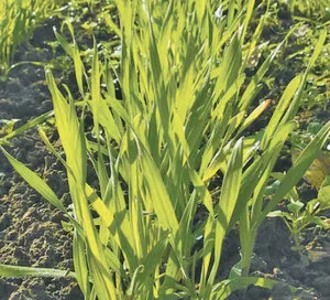 Rye ca îngrășăminte verzi, în special de îngrășăminte verzi (secară ca îngrășământ verde atunci când sapa) Rye ca îngrășământ verde, verde în special gunoi de grajd