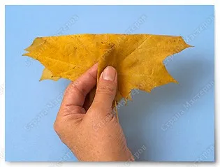 Trandafiri din frunze de arțar, artiști țară