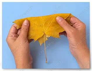 Trandafiri din frunze de arțar, artiști țară
