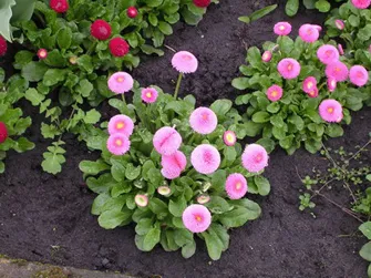 Gardens pentru defunct