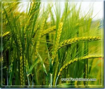 Rye ca gunoiul de grajd verde, site-ul de grădină, cabana și plante de interior (secară) Rye ca gunoiul de grajd verde, site-ul de grădină, cabana și plante de apartament