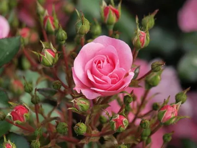 Istoria Rosa și descrierea florii - flori Enciclopedia (descriere) Istoria Rosa și descrierea florii - Flori Enciclopedia