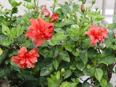 Istoria Rosa și descrierea florii - flori Enciclopedia (descriere) Istoria Rosa și descrierea florii - Flori Enciclopedia