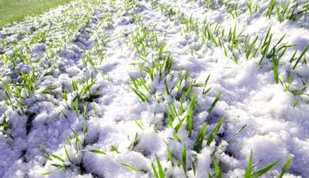 Rye ca îngrășământ verde, în special îngrășăminte verzi (secară verde cultură gunoi de grajd) Rye ca îngrășământ verde, verde în special gunoi de grajd