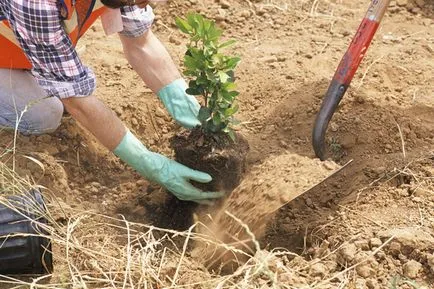 Jasmine Garden caracteristici de plantare, îngrijire, cum să transplant de plante, fotografie și video