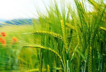 Rye ca îngrășământ verde pentru prestații de grădină, culturi și secară teren agricol (secară) Rye ca îngrășământ verde pentru grădină, cultură și beneficii secară teren agricol