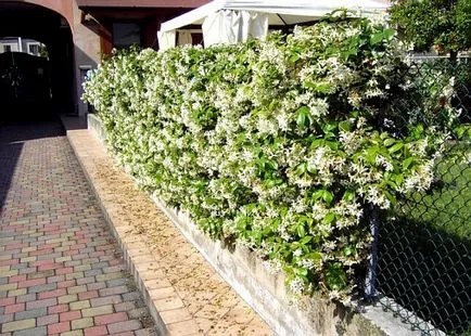 Jasmine Garden caracteristici de plantare, îngrijire, cum să transplant de plante, fotografie și video