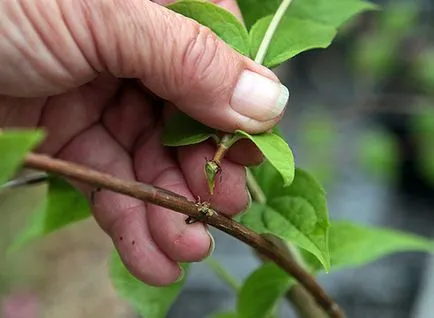 Jasmine Garden caracteristici de plantare, îngrijire, cum să transplant de plante, fotografie și video