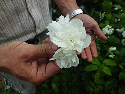 Jasmine Garden caracteristici de plantare, îngrijire, cum să transplant de plante, fotografie și video