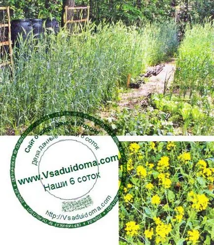 Rye ca gunoiul de grajd verde, site-ul de grădină, cabana și plante de interior (frasin ceapa coaja) Rye ca gunoiul de grajd verde, site-ul de grădină, cabana și plante de apartament