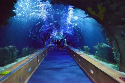 Cele mai mari acvarii din lume