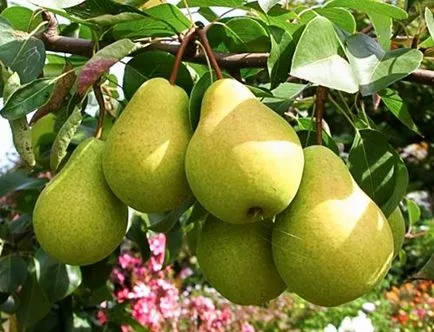 soiuri Samoplodnye de descriere pere, de îngrijire specială (caracteristici) soiuri Samoplodnye de pere descriere, o atenție deosebită