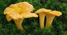 ciuperci comestibile cu fotografii și descrieri de ciuperci Enciclopedii (ciuperci entsikopediya) ciuperci comestibile cu fotografii și descrieri, ciuperci Encyclopedia