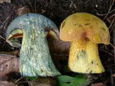 ciuperci comestibile cu fotografii și descrieri de ciuperci Enciclopedii (foto) ciuperci comestibile cu fotografii și descrieri, ciuperci Encyclopedia
