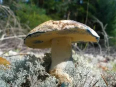 ciuperci comestibile cu fotografii și descrieri de ciuperci Enciclopedii (foto) ciuperci comestibile cu fotografii și descrieri, ciuperci Encyclopedia