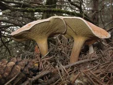 ciuperci comestibile cu fotografii și descrieri, enciclopedia de ciuperci (specii de fungi) ciuperci comestibile cu fotografii și descrieri, ciuperci Encyclopedia