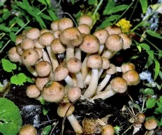 ciuperci comestibile cu fotografii și descrieri de ciuperci Enciclopedii (alte nume de ciuperci) ciuperci comestibile cu fotografii și descrieri, ciuperci Encyclopedia