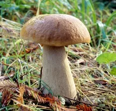 ciuperci comestibile cu fotografii și descrieri de ciuperci Enciclopedii (foto) ciuperci comestibile cu fotografii și descrieri, ciuperci Encyclopedia