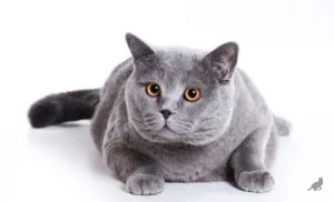 fenomen pisica gri și caracteristica genetica (pisica) fenomen pisica gri și caracteristică genetică