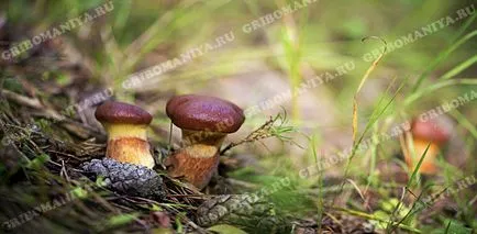 ciuperci comestibile, gribomaniya