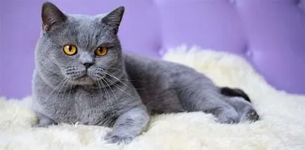 Gri Descriere pisică rasa și alte informații, prețul (descriere) Gri Descriere pisică rasa și alte informații, prețul