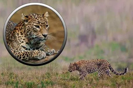 felinele